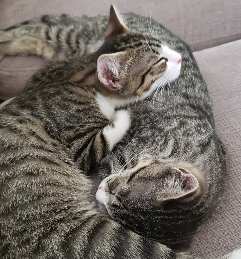 Leo & Hugo